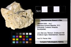 Foto (Objekt + Etiketten) von Gastrosacus eminens (Blaschke, 1911) 